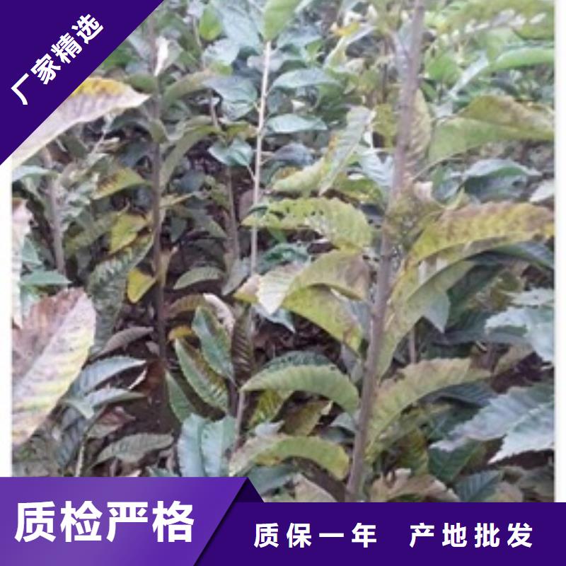 板栗苗-蓝莓苗批发供应