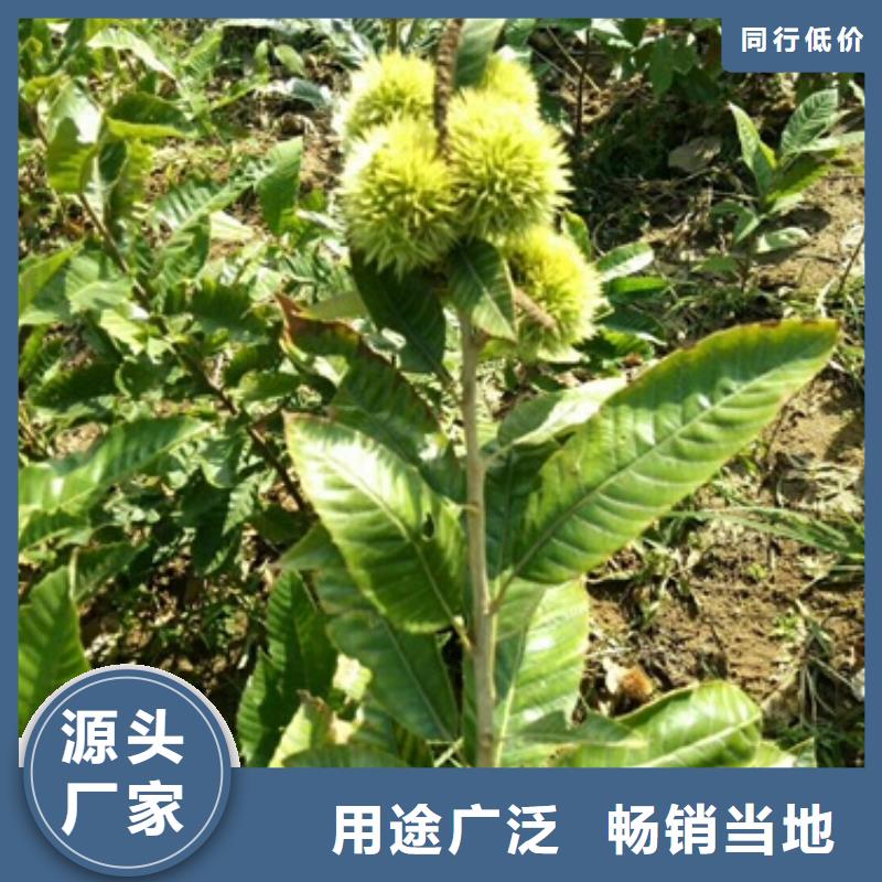 板栗苗【苹果苗】好厂家有担当