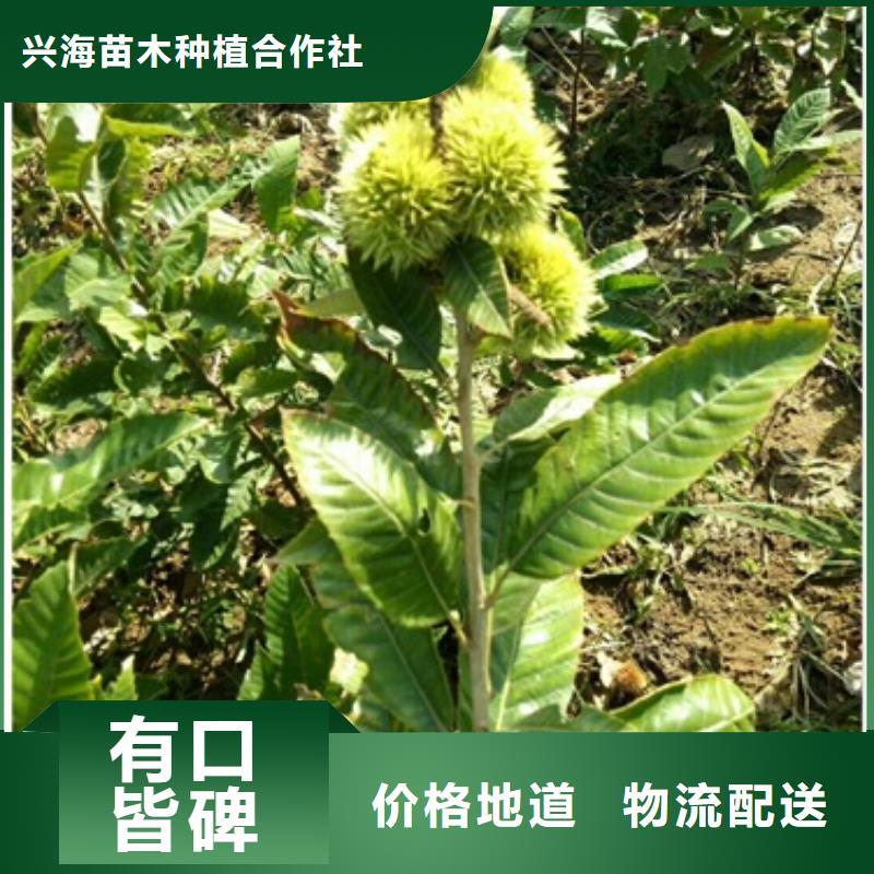 板栗苗李子苗每个细节都严格把关