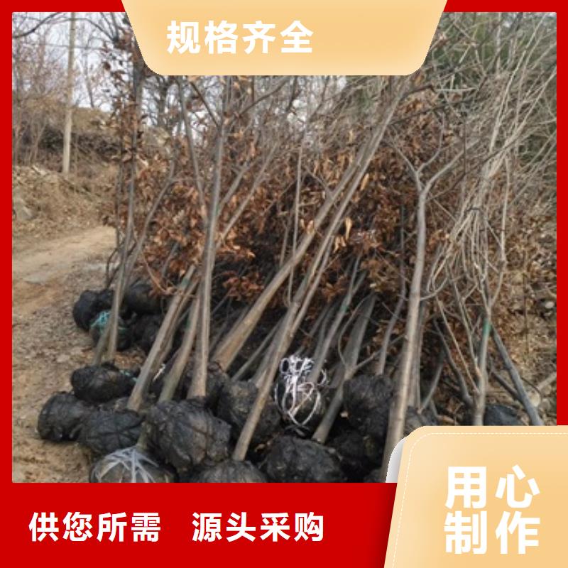 板栗苗山楂苗拥有核心技术优势
