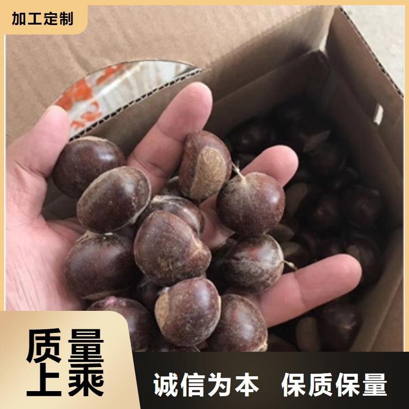 板栗苗货品齐全