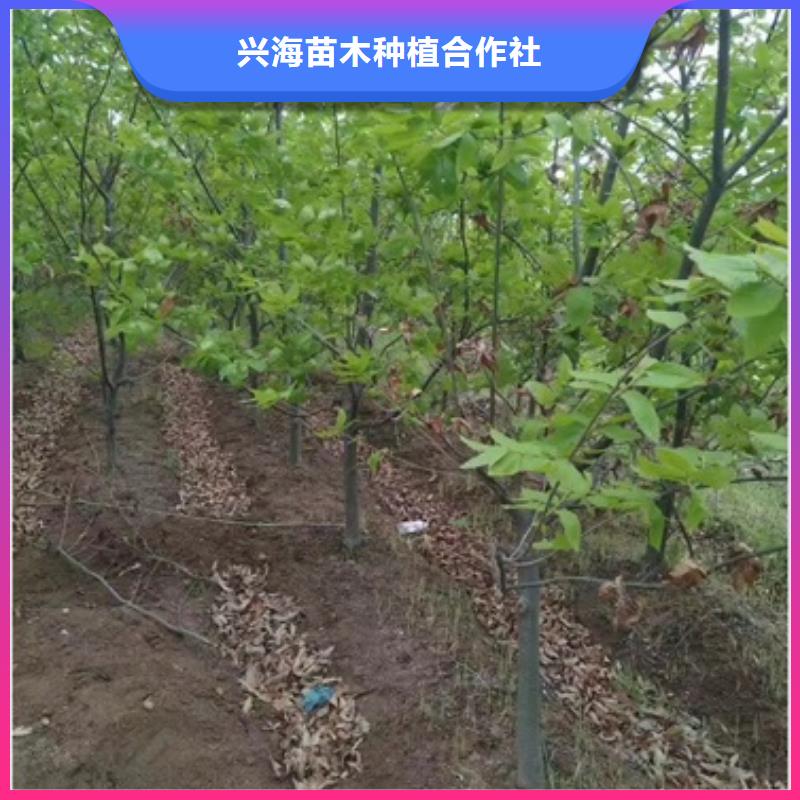 【板栗苗梨树苗货源报价】