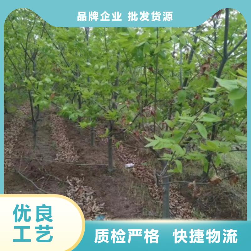 板栗苗,山楂苗现货交易