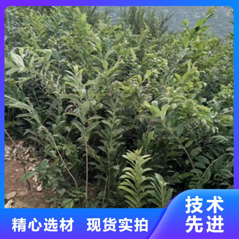 板栗苗花椒苗现货批发