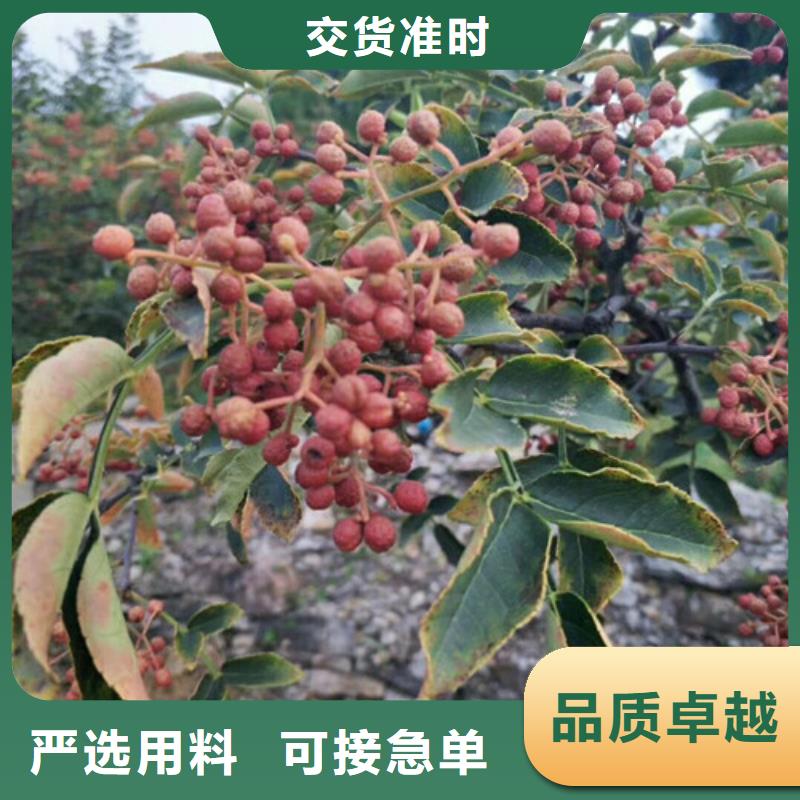 花椒苗桃树苗快速发货
