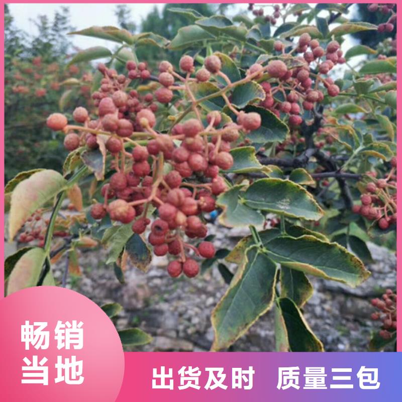 花椒苗【蓝莓苗】厂家实力大