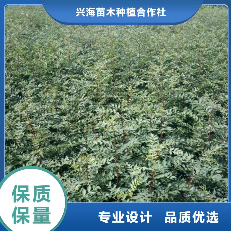 花椒苗-板栗苗价格合理