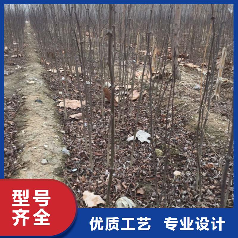 花椒苗一站式厂家