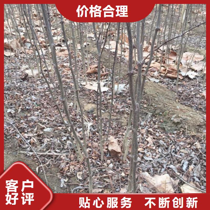 花椒苗板栗苗多种规格供您选择