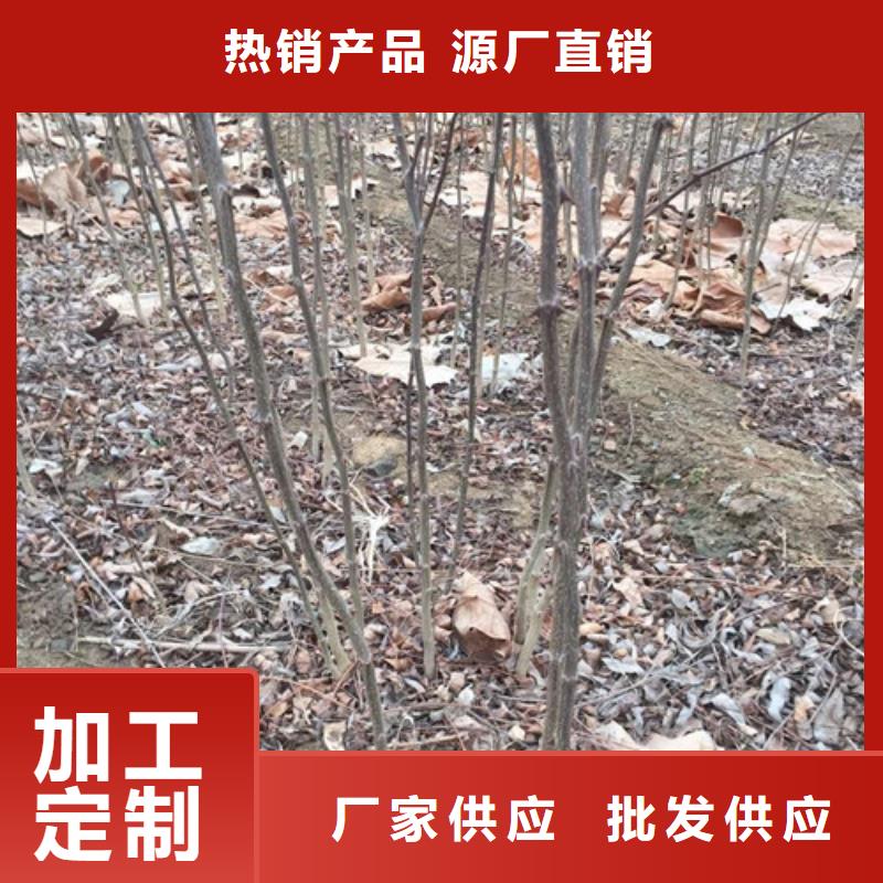 花椒苗山楂苗适用范围广