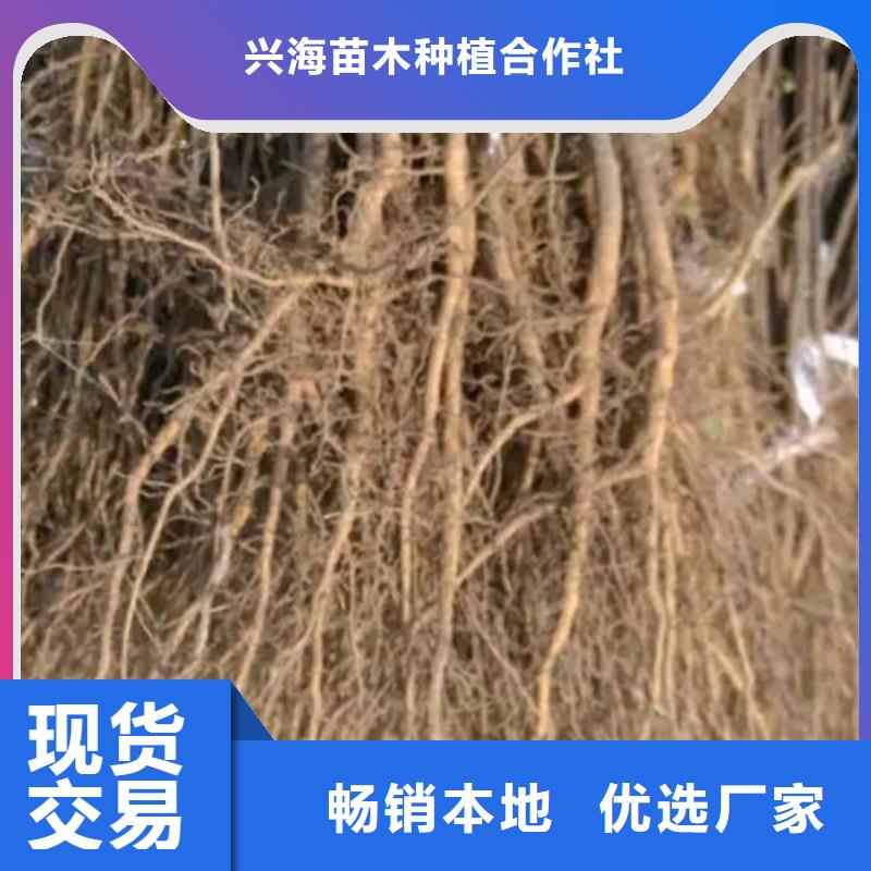 花椒苗梨树苗产品细节