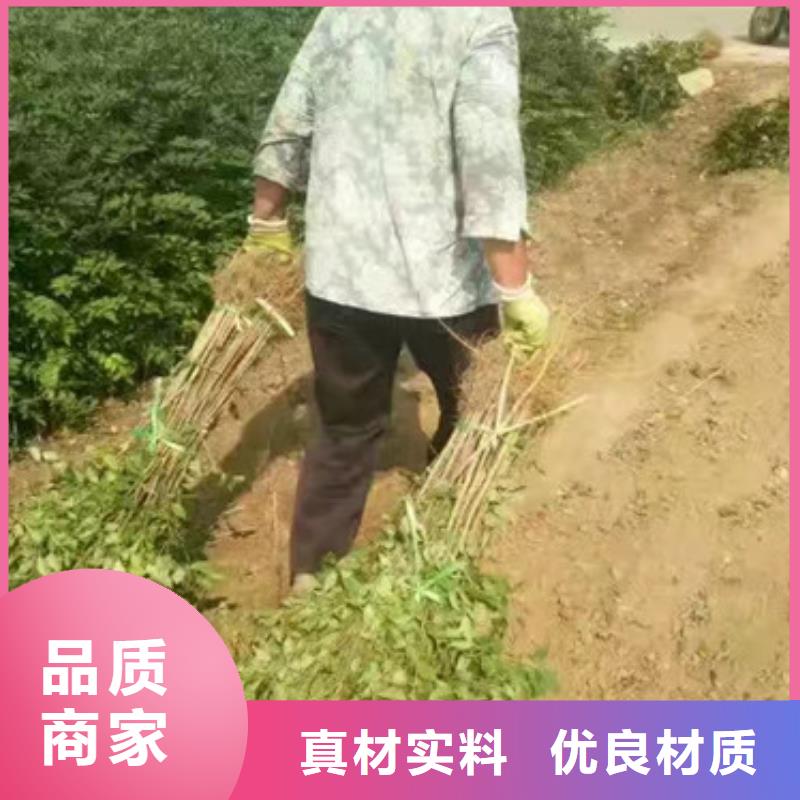 花椒苗-蓝莓苗优质货源