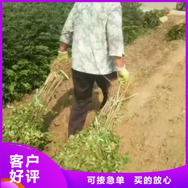 花椒苗板栗苗厂家实力雄厚