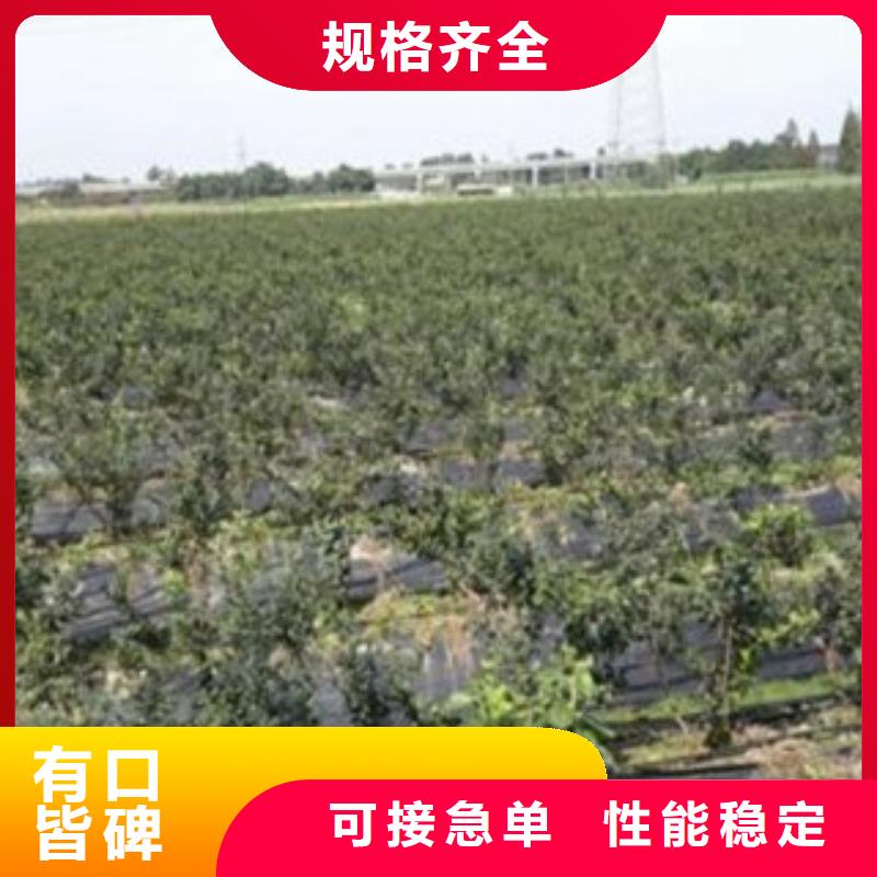 蓝莓苗板栗苗欢迎来厂考察