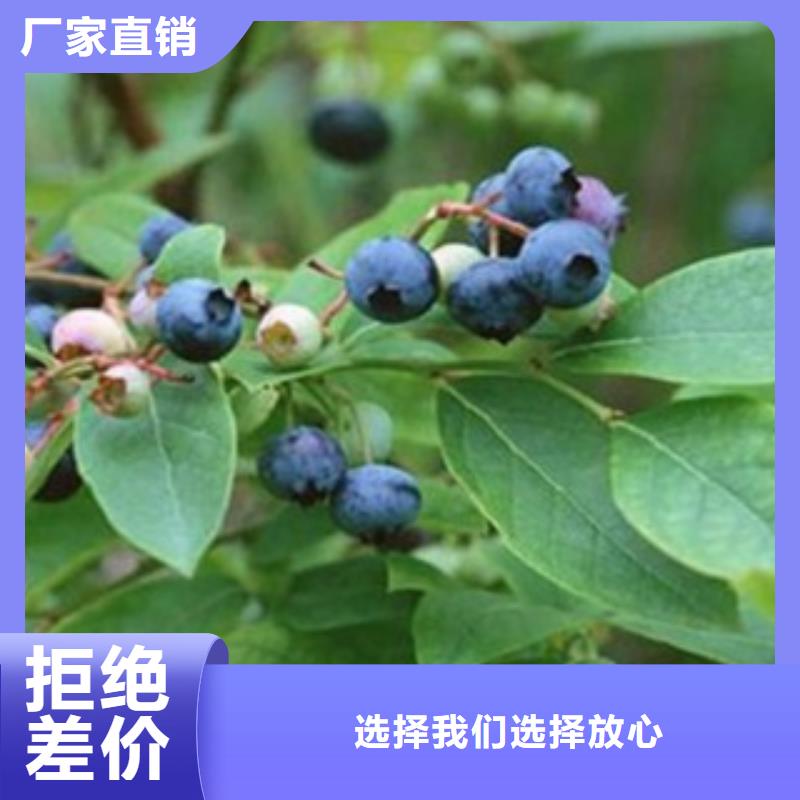 蓝莓苗,【苹果苗】质检严格