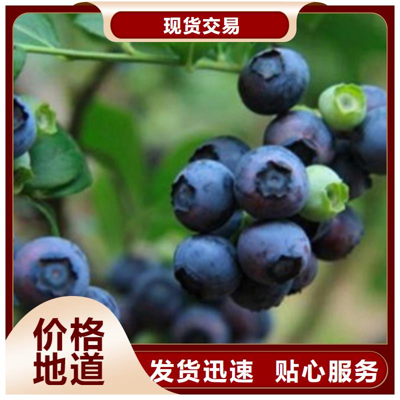 蓝莓苗李子苗优选厂家
