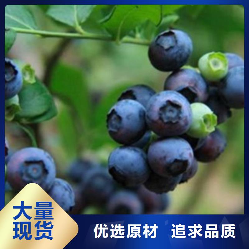 蓝莓苗山楂苗专业信赖厂家