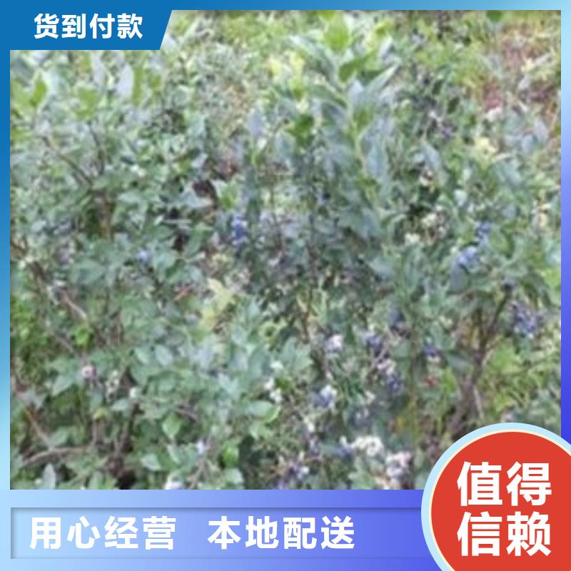 蓝莓苗,桃树苗现货齐全售后无忧