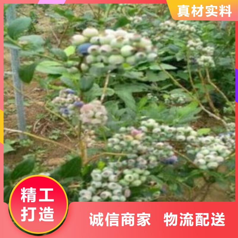 蓝莓苗花椒苗全品类现货