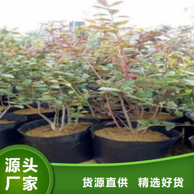 蓝莓苗【桃树苗】品质不将就