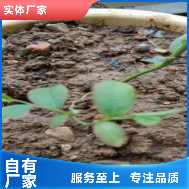 蓝莓苗板栗苗匠心制造