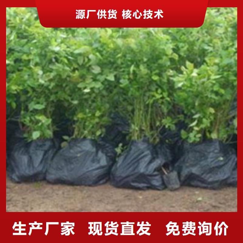 蓝莓苗桃树苗老品牌厂家