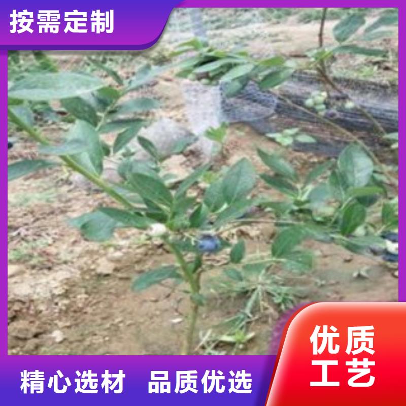 蓝莓苗【桃树苗】品质不将就