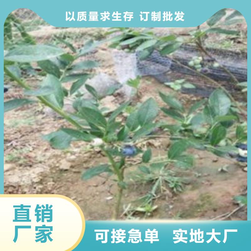 【蓝莓苗,桃树苗专业完善售后】