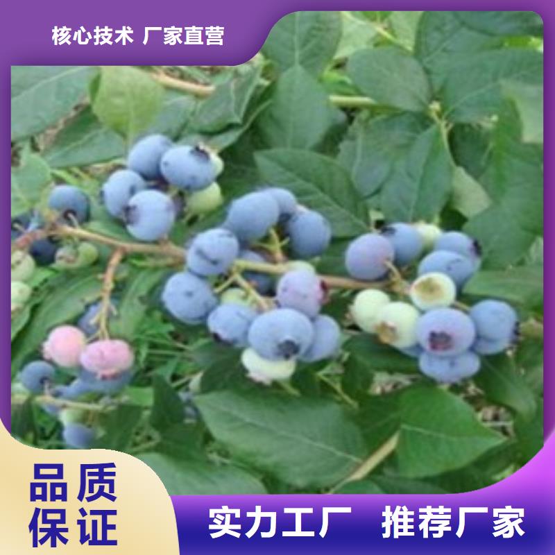 蓝莓苗梨树苗全品类现货