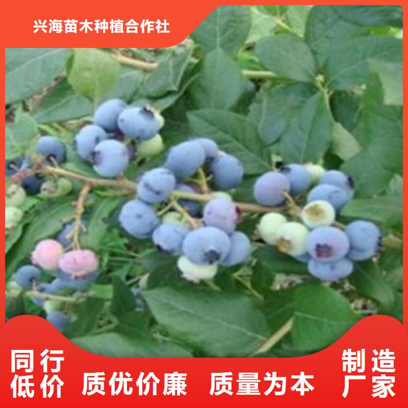 蓝莓苗-花椒苗信誉有保证