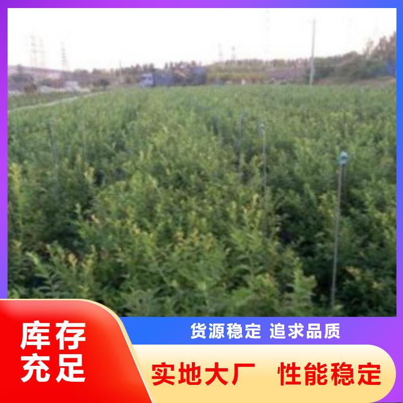 蓝莓苗_花椒苗用好材做好产品