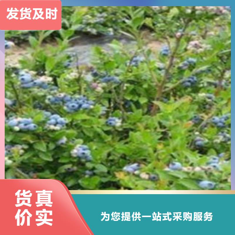 蓝莓苗花椒苗质量安心