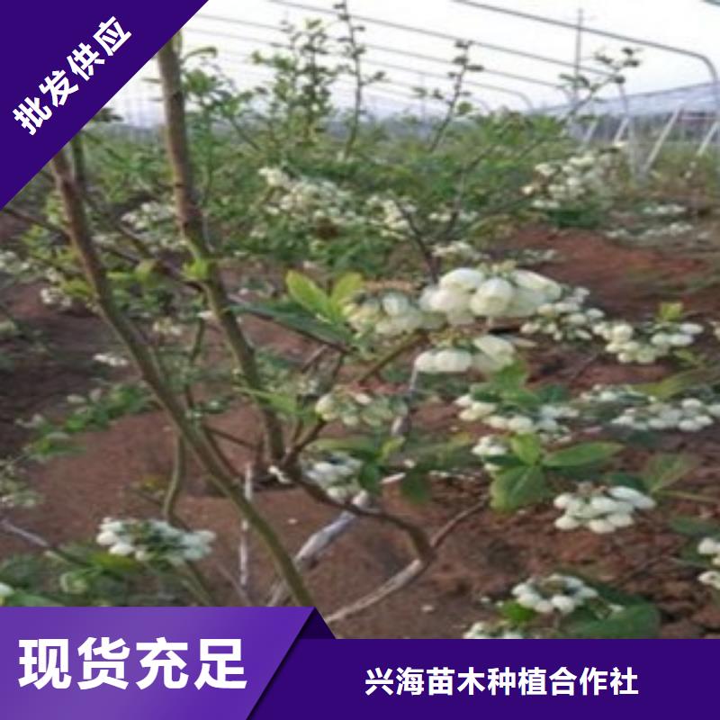 蓝莓苗桃树苗老品牌厂家