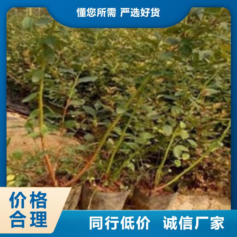 【蓝莓苗】花椒苗设备齐全支持定制