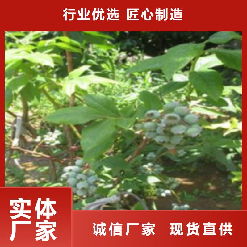 蓝莓苗梨树苗买的是放心