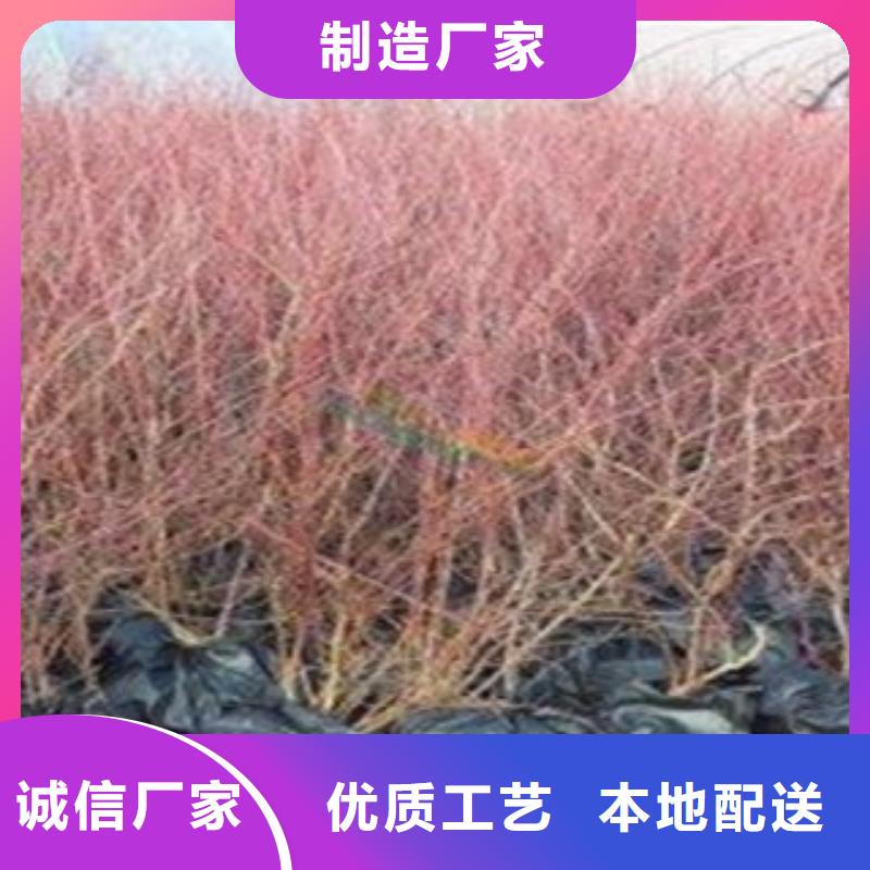 蓝莓苗板栗苗欢迎来厂考察