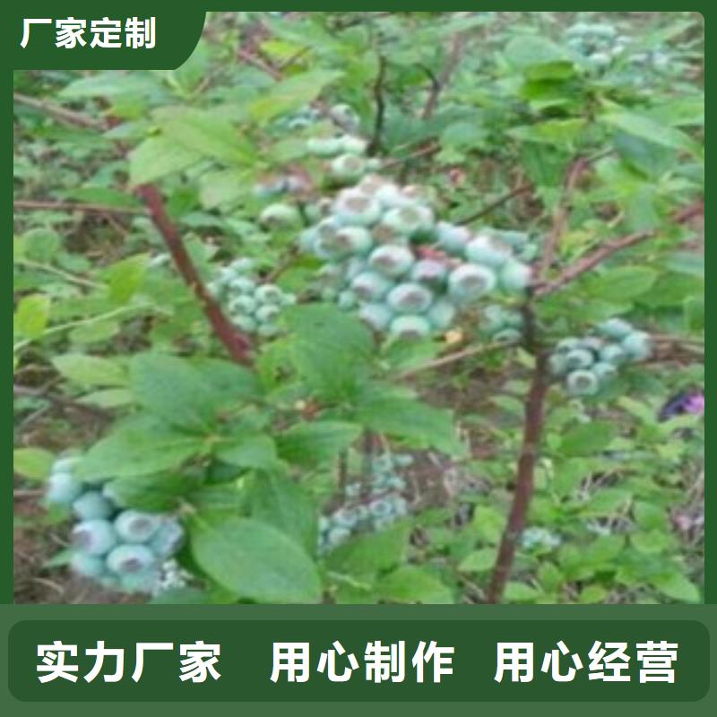 蓝莓苗【梨树苗】源头直供