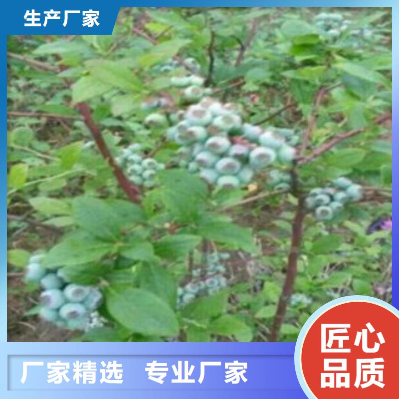 【蓝莓苗-板栗苗供应商】