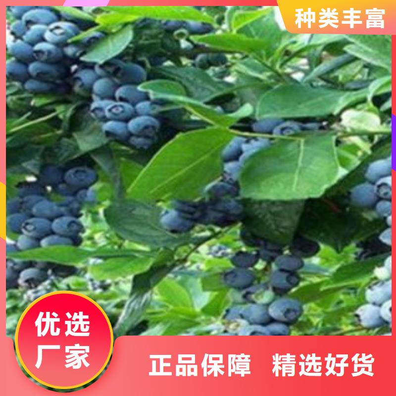 蓝莓苗【桃树苗】品质不将就