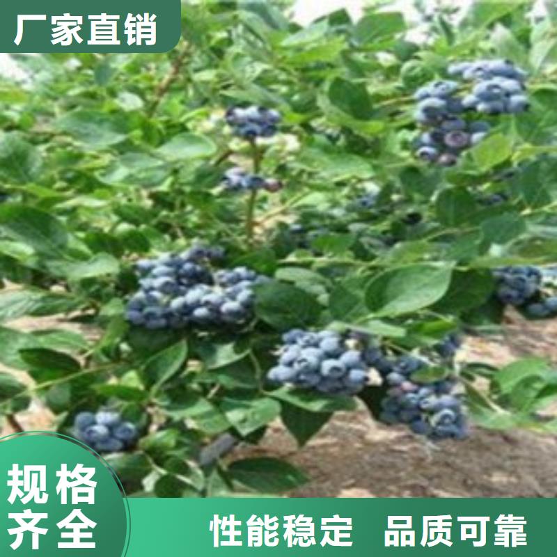 当地<兴海>蓝莓苗李子苗多年厂家可靠