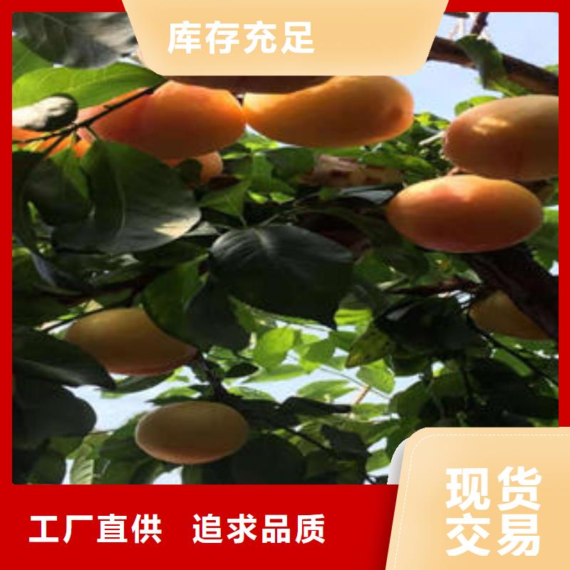 【李子苗】,板栗苗随到随提