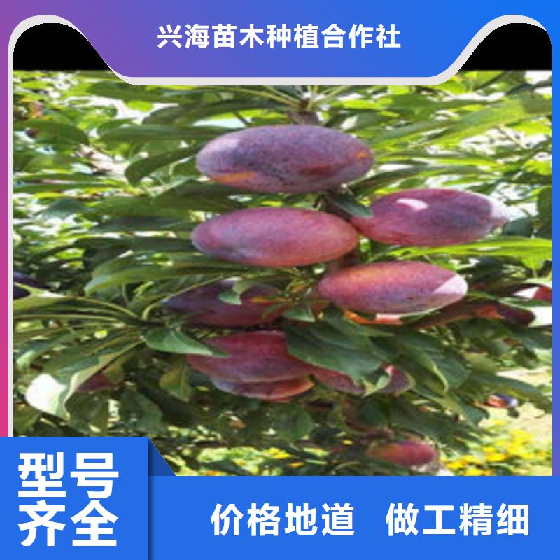 李子苗桃树苗好产品好服务