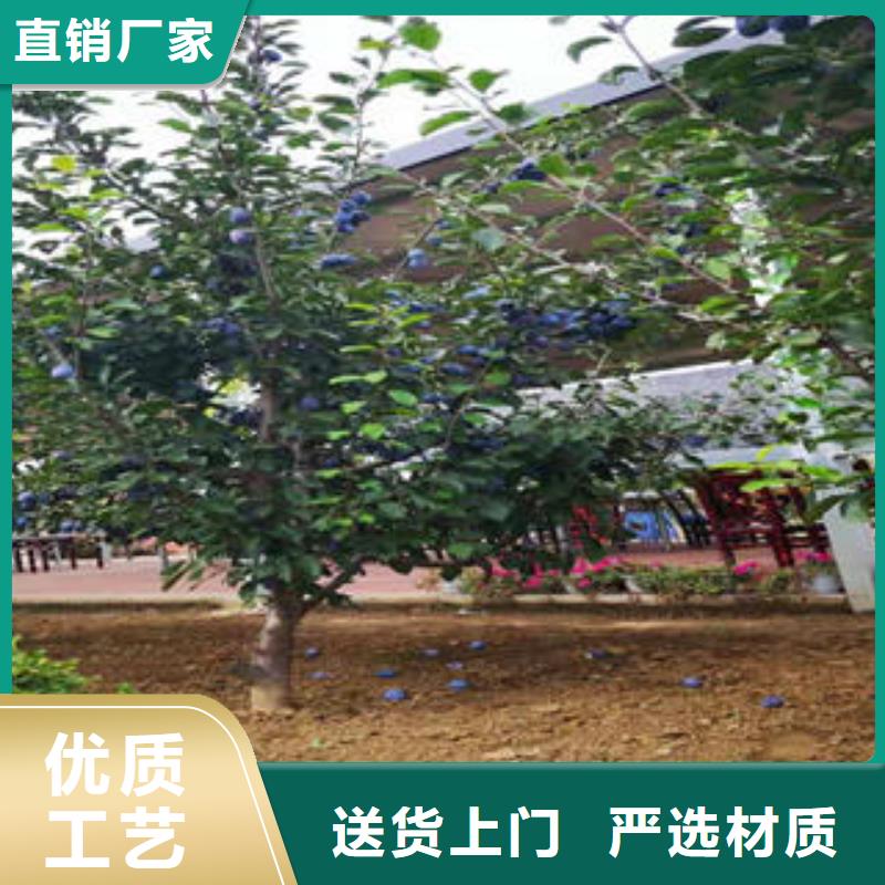李子苗-核桃苗安装简单