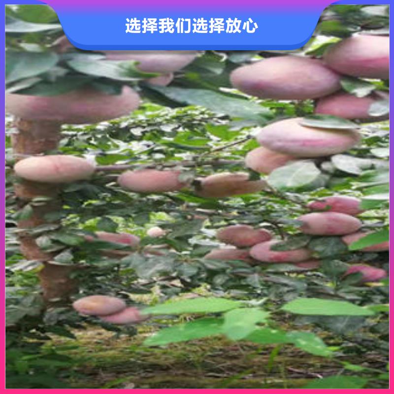 李子苗核桃苗品种全