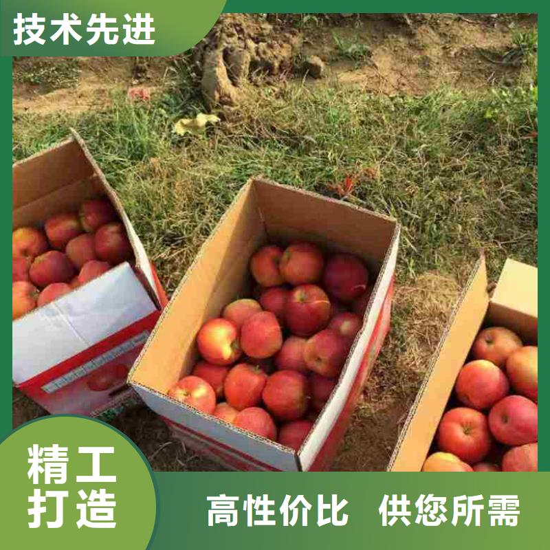 苹果苗【蓝莓苗】市场报价