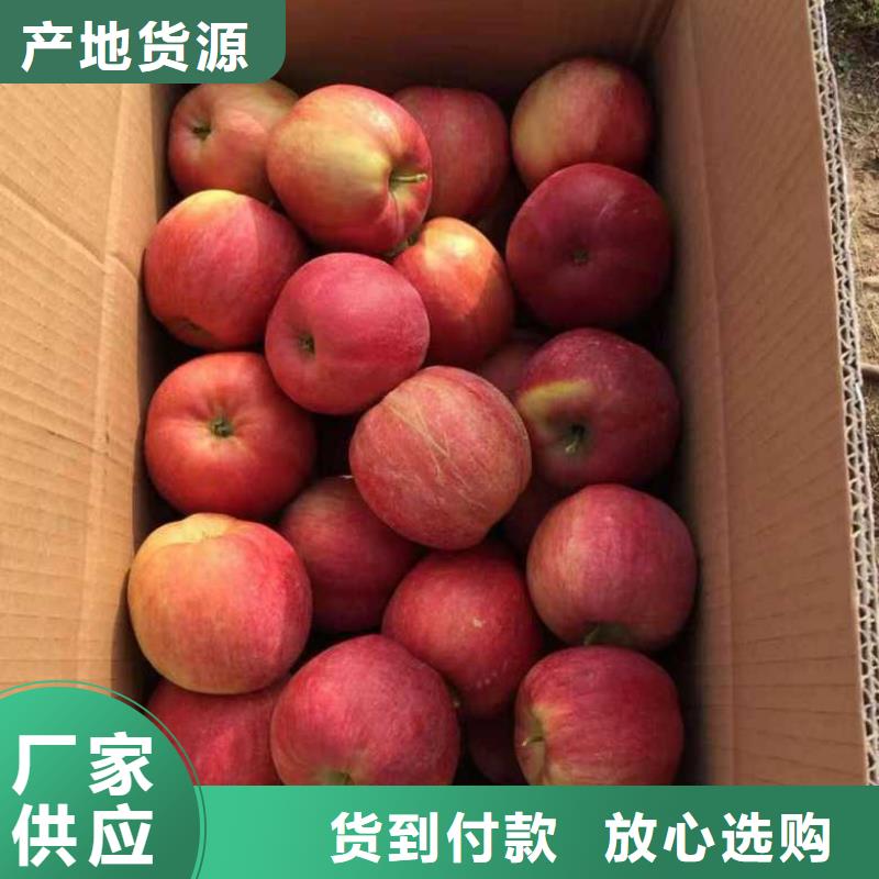 苹果苗梨树苗实力优品