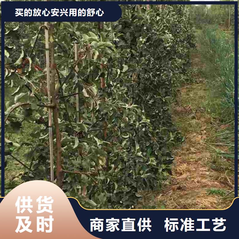 苹果苗【桃树苗】精选优质材料