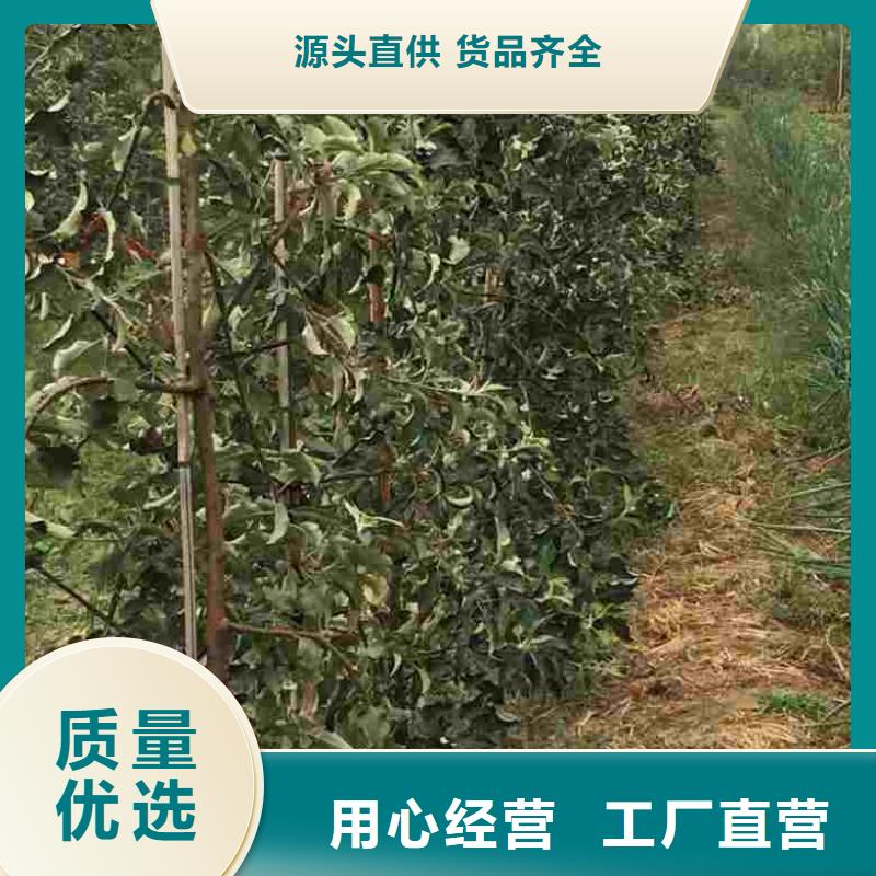 苹果苗板栗苗源头实体厂商