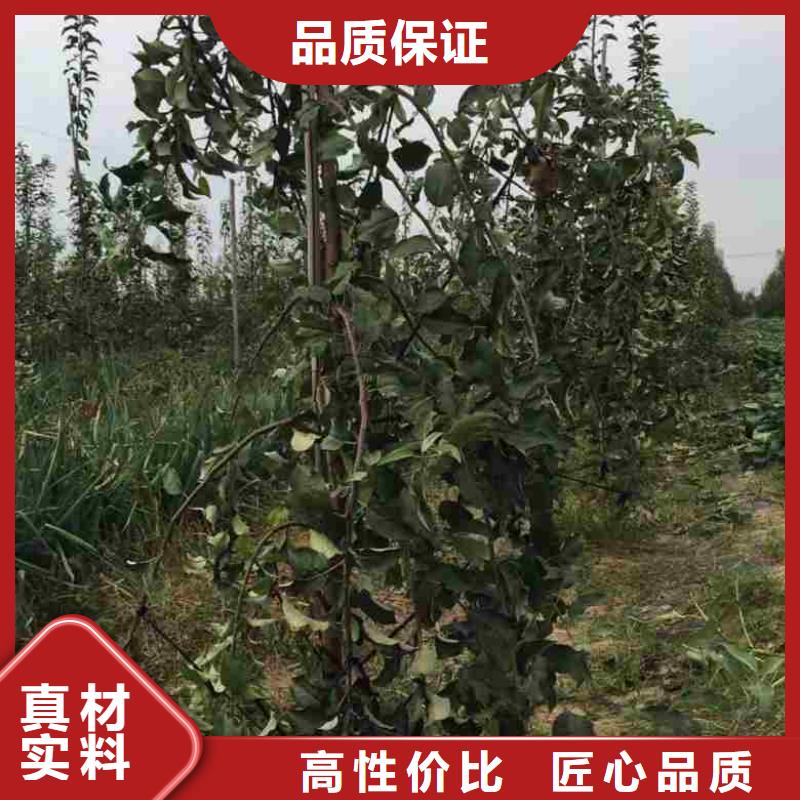 苹果苗梨树苗实力优品