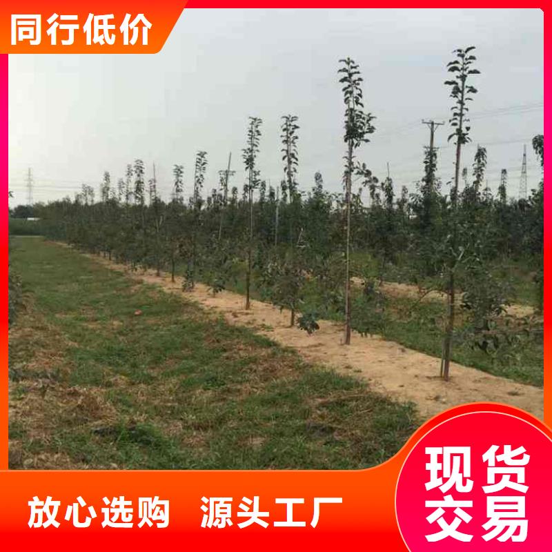 苹果苗,梨树苗快速物流发货